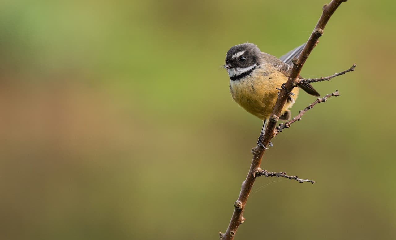 Piroa Conservation Trust