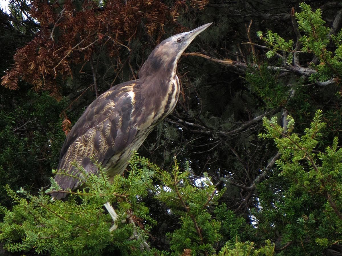 Hugh Crawford Reserve