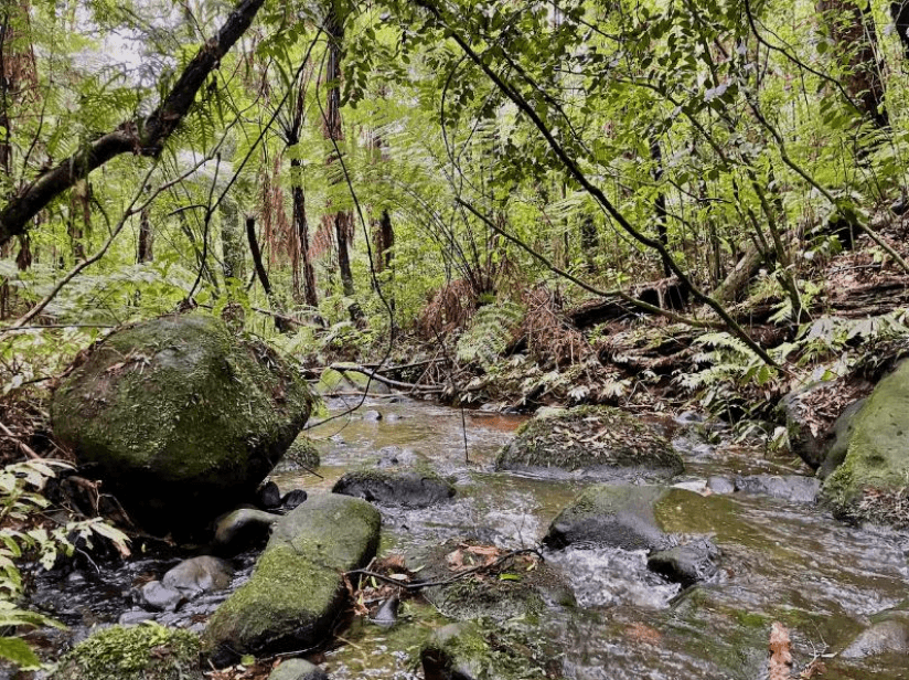 Taiea te Taiao Matuku Muster