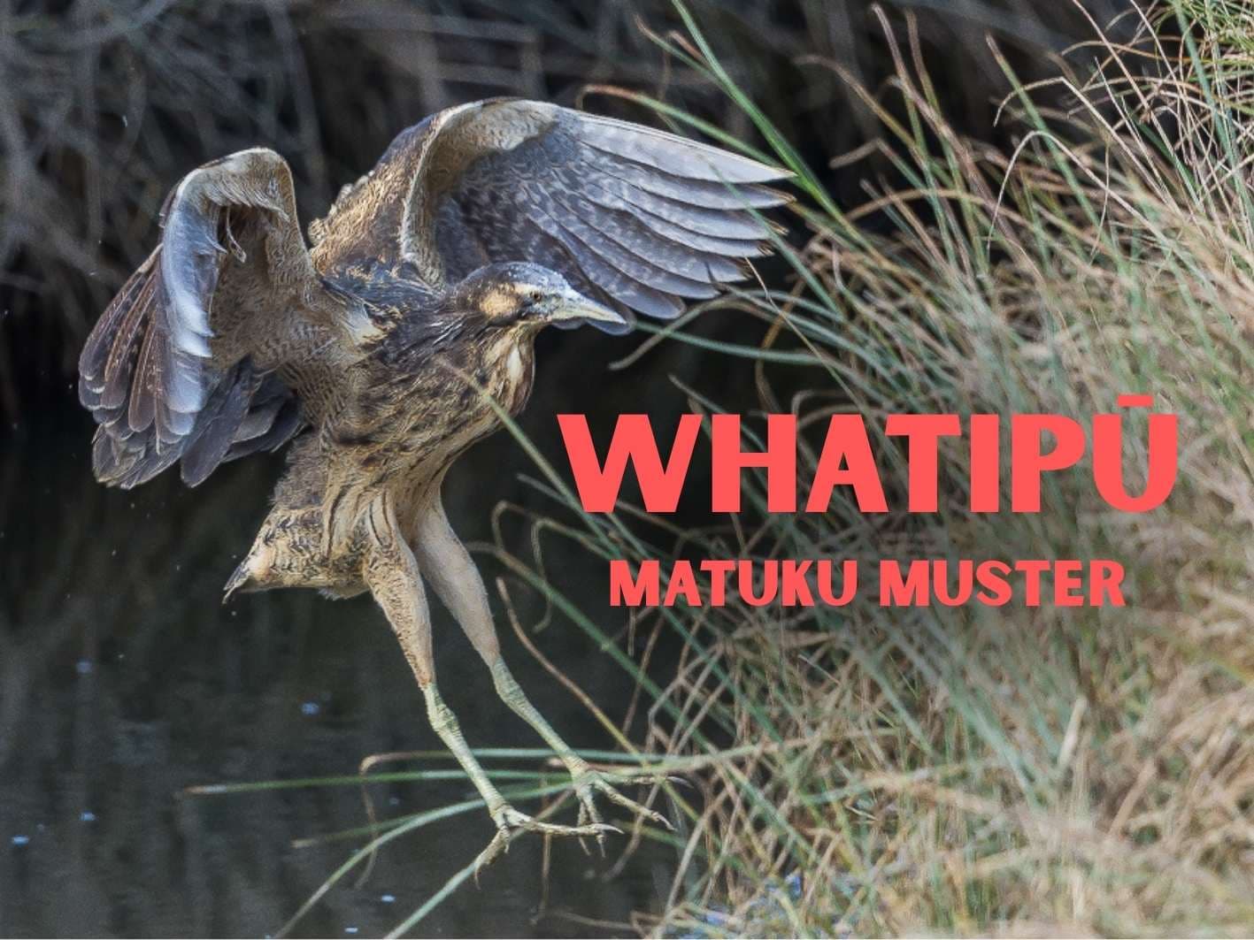 Auckland, Whatipū