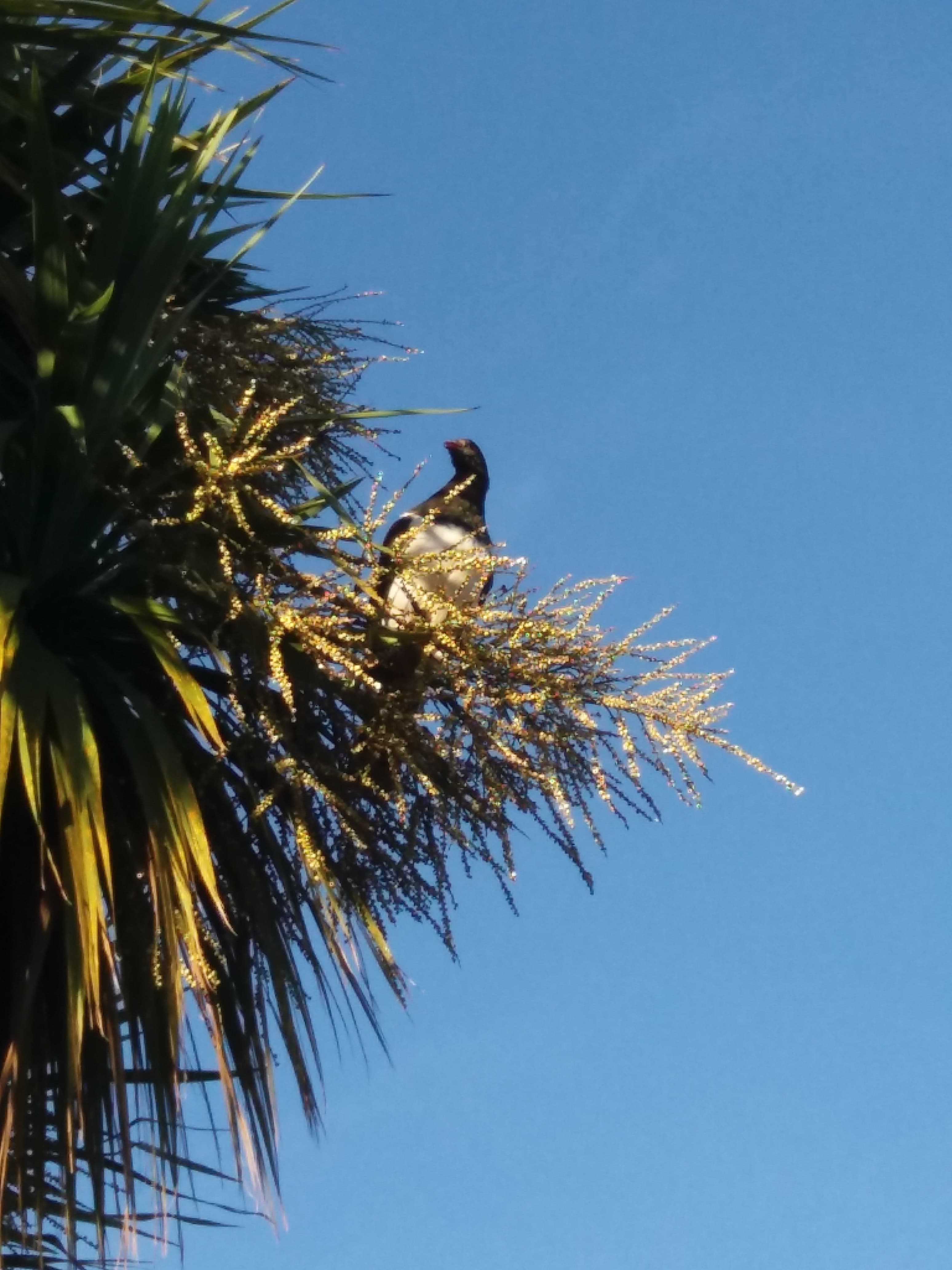 Mangawhai Community park