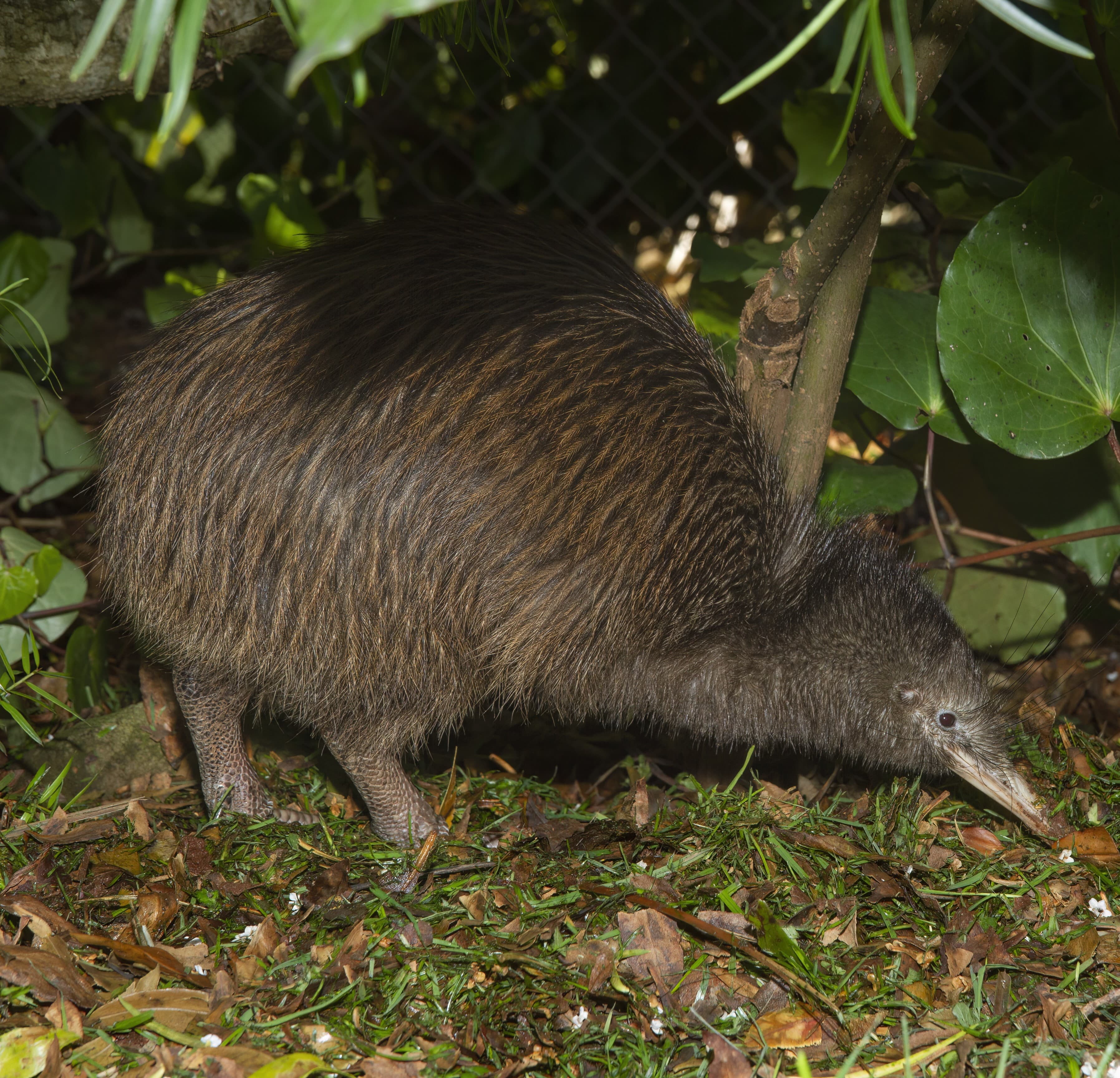 Waipu Kiwis