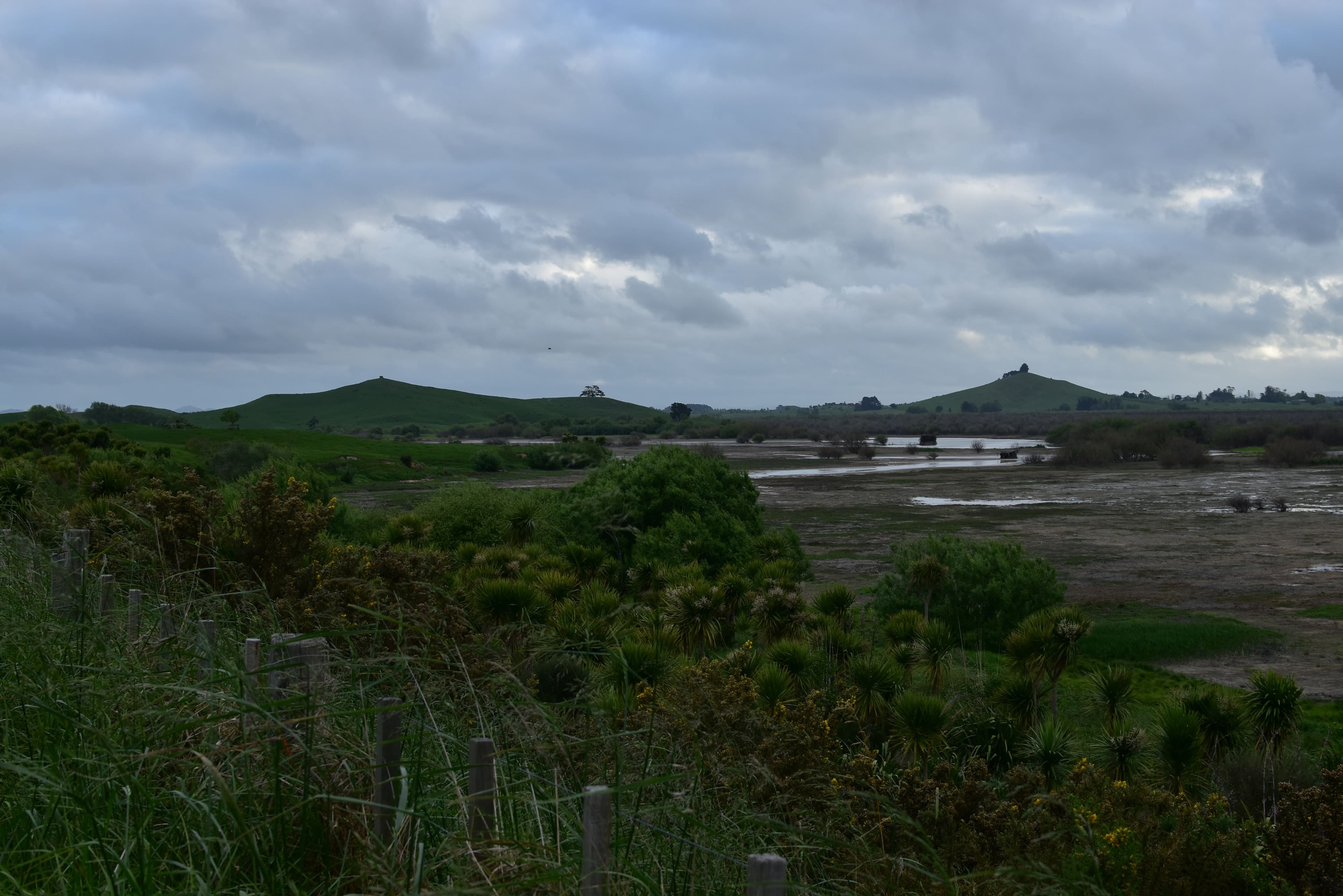 Whangamarino Wetlands Matuku 