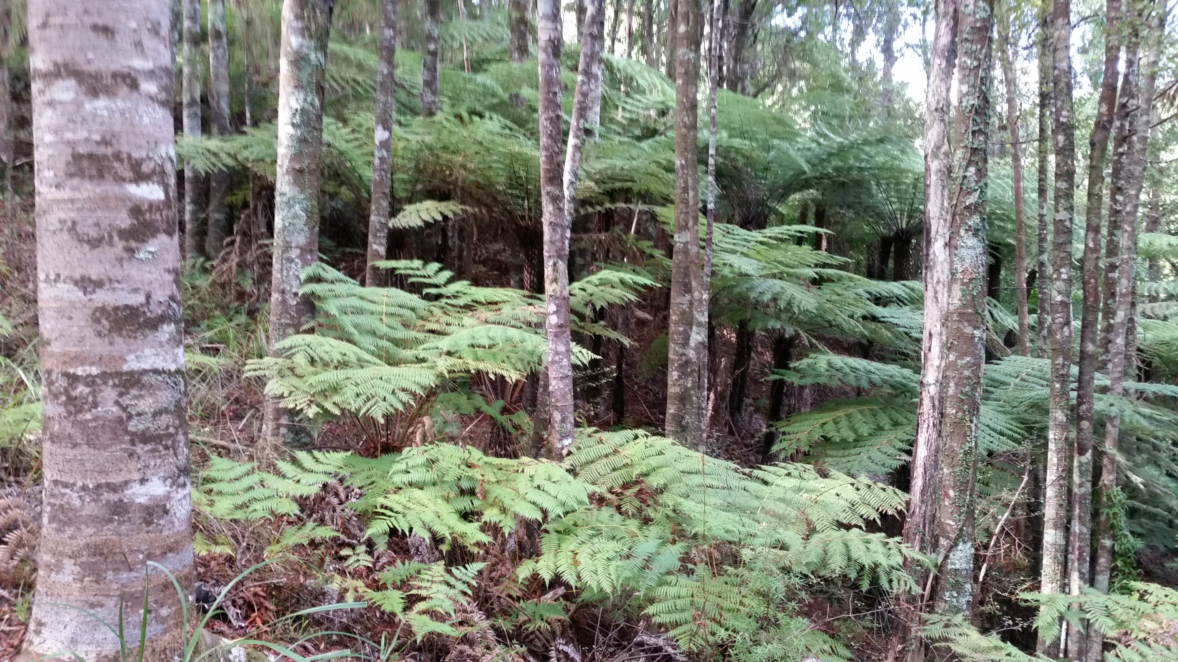 Waipu Community Nursery
