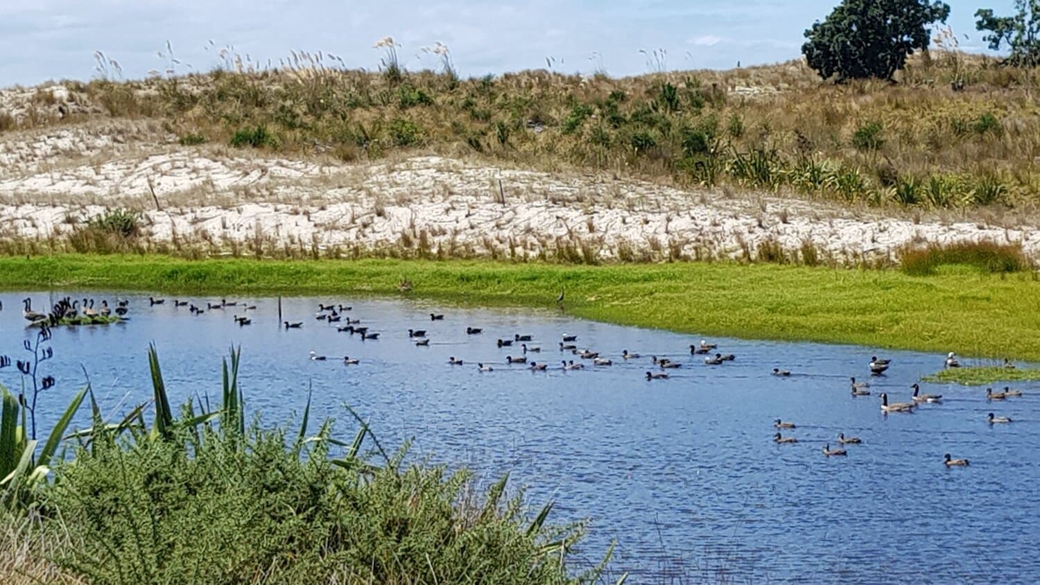 The Shorebirds Trust