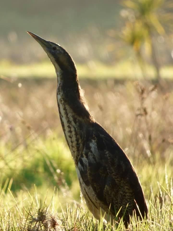 Oruawharo Medlands Ecovision