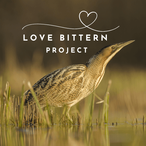 Love Bittern!