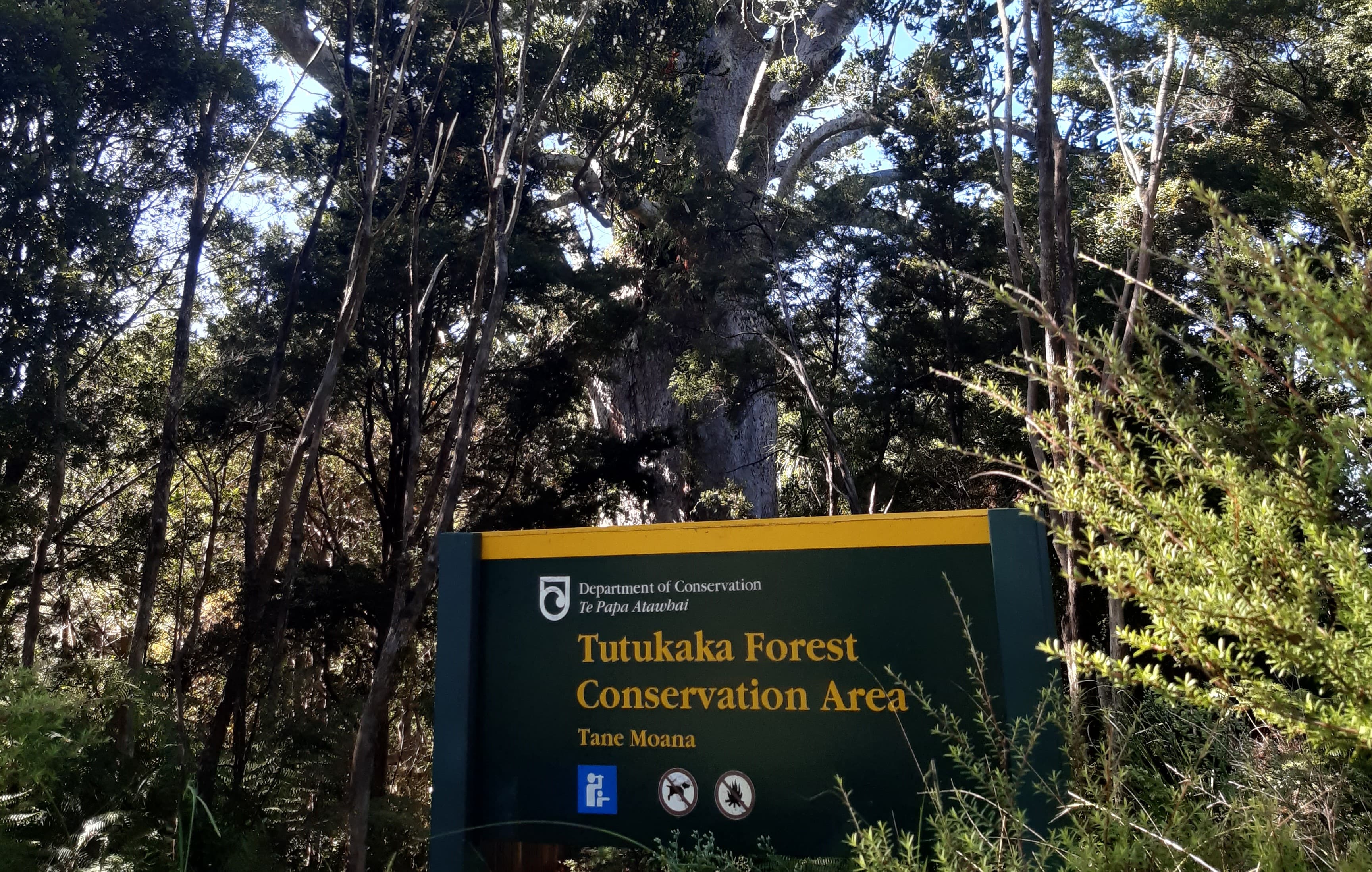 Tane Moana Walkway
